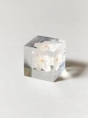 Sola Cube - Cherry Blossom (Sakura)