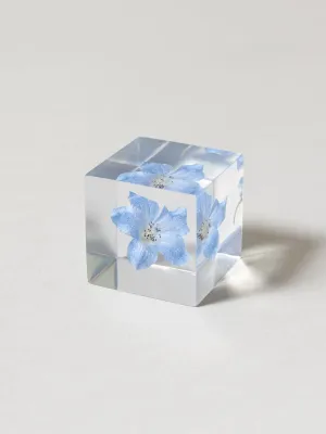 Sola Cube - Siberian Larkspur (Derufiniumu)