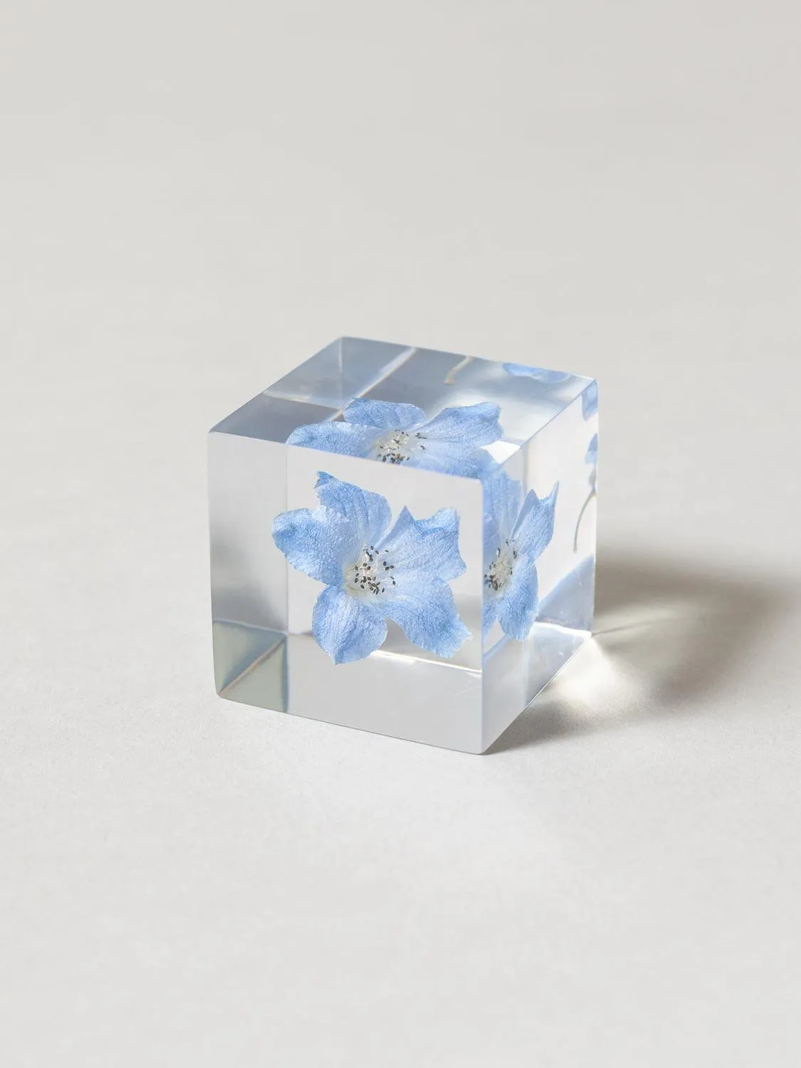 Sola Cube - Siberian Larkspur (Derufiniumu)