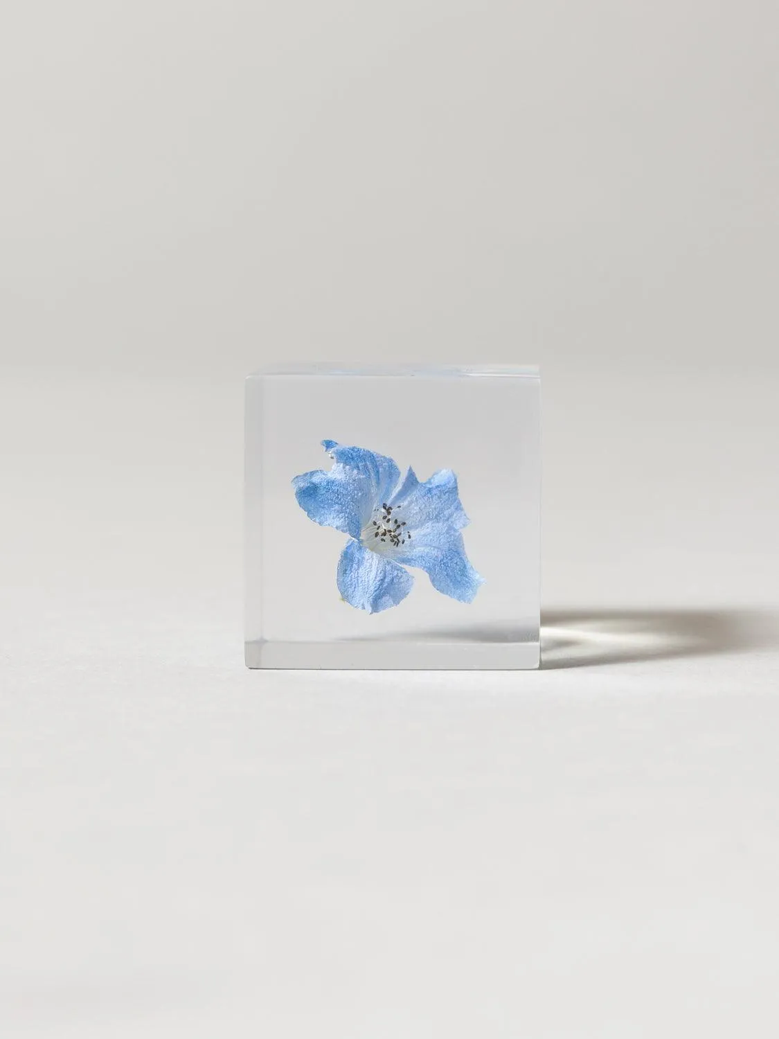 Sola Cube - Siberian Larkspur (Derufiniumu)